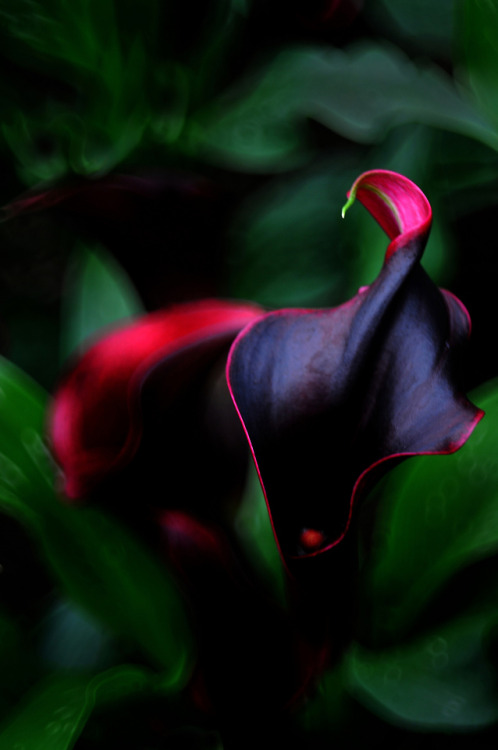 Melinda Chan (Chinese, b. Macau, China) - Black Calla Lilies (馬蹄蓮), 2012 Photography TAGS: Macau Flo