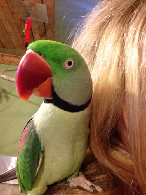 One of my favorite birds in the world!