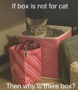 coolcatgroup:   BOX FOR PLAY  