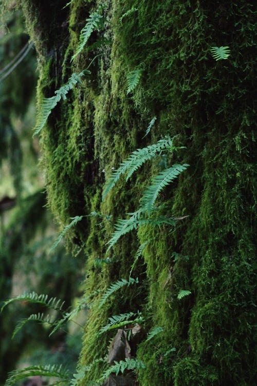 matchbox-mouse:Little ferns sprouting out of mossy trees.