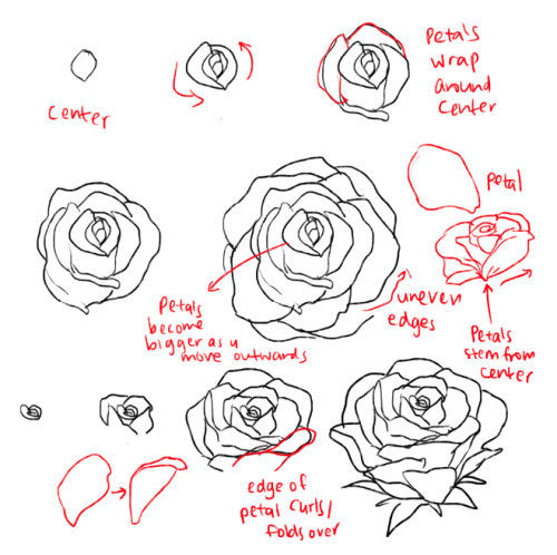 kelpls:  THERE ARE DIFFERENT KINDS OF PEONIES idk which one so i just drew the one that most people use I’m sorry it’s no vrery detailed lies on my side  Ah this should make things a little easier when doodling out roserade flowers.