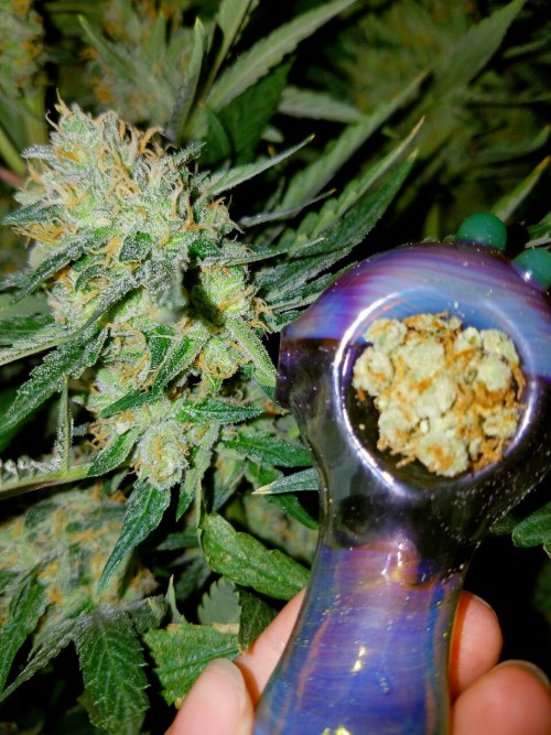 doobiedrewbie: Some Big Bang almost ready to cut down, & some packed in my bowl about to get chi