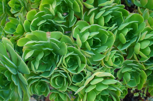 flora-file:
“Succulents in my garden - Nov 8 (by flora-file)
”