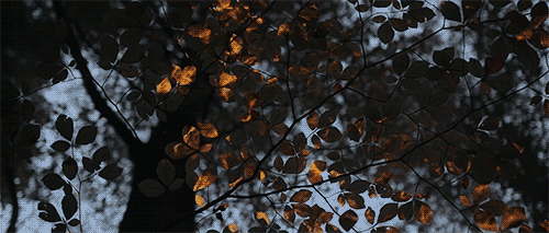 blazepress:  Digital Projection Mapping Turns the Forest into a Glowing Wonderland 