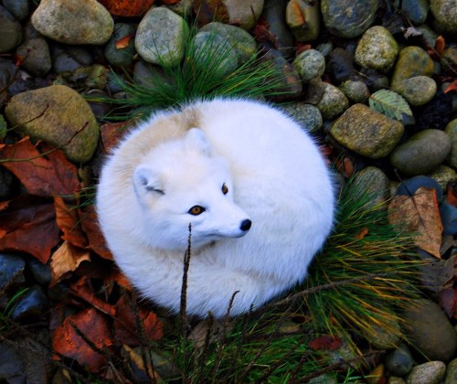 Arctic fox in her new winter coat…. by vermillion$baby A perfectly round white fluffy vixen w