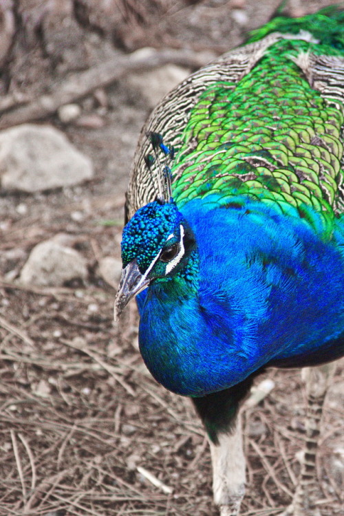 A spot of blue. Ein Tupfer Blau.Peacock on Rhodes.