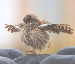 beautiful-wildlife:Little Owl by © Lim