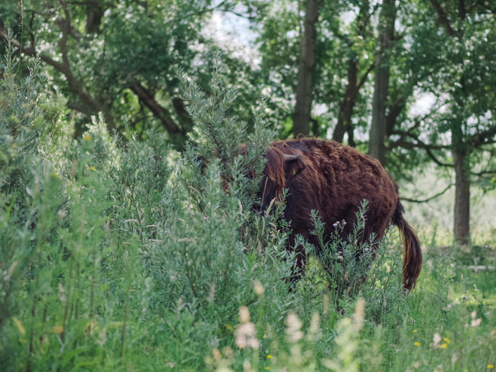 klaasfoto: Hide and Seek, 2016  I tried to teach the herd how to play hide and seek