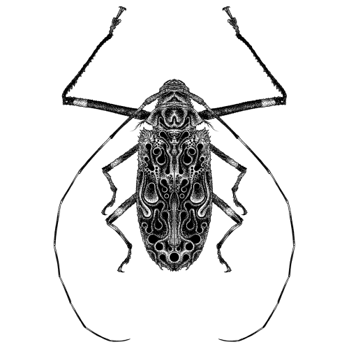 Harlequin Beetle (2016)