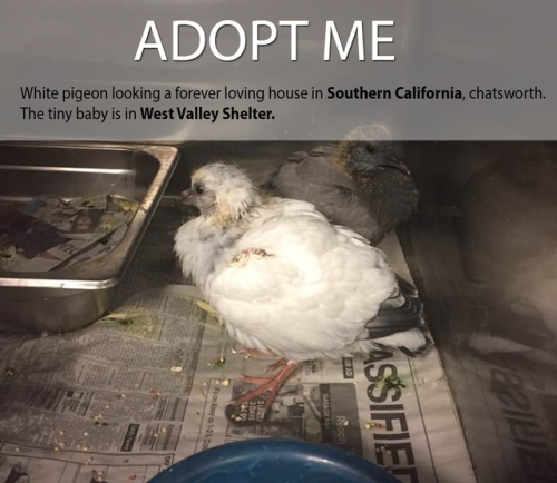 puethar-petblr: Hand-raised pigeon in need of a forever loving house!In  Southern California.&n
