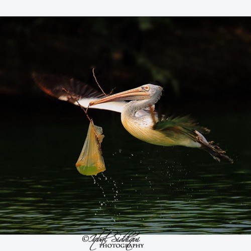 &ldquo; NESTING WOES &rdquo;  ONE OF MY IMAGE THAT GOT ME SAEVOUS WILD LIFE PHOTOGRAPHER OF 