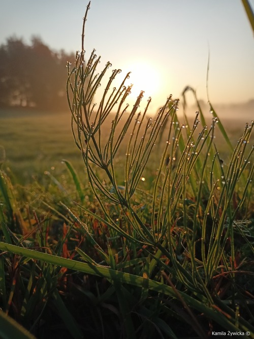 morning fog