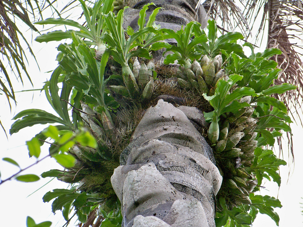 Catasetum fimbriatum on a palm tree.
Orchidaceae: Catasetinae.
By jcascavel.