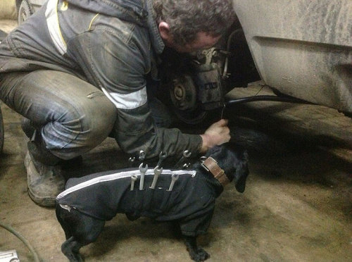 mymodernmet:  Adorable Tool-Dog is Man’s Best Assistant Who Helps Humans Fix Cars