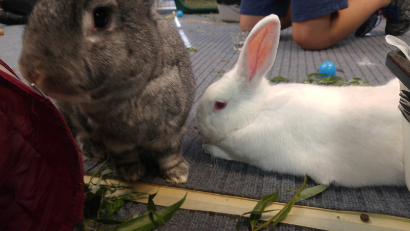 fortunas-sands:  Some of the bunny pictures from the Georgia House Rabbit Society’s