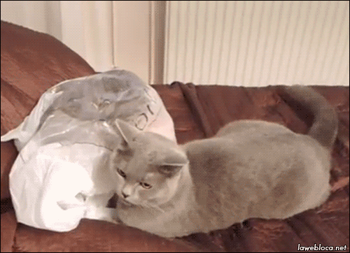 lawebloca:  Cat fail plastic bag