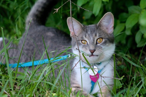 vet-and-wild:When I walk my cat I’m pretty sure he spends most of his time sitting around and eating