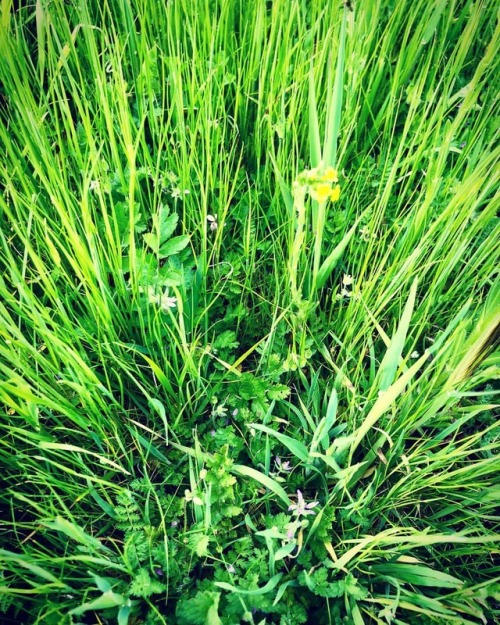 #yellow #purple #wildflowers #field #eastcounty  (at Oakley, California)