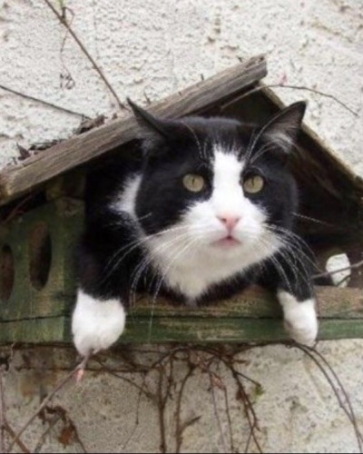 happyheidi:Cats in birdhouses ♡