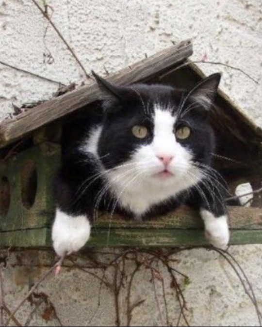 happyheidi:Cats in birdhouses ♡