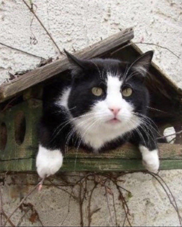 happyheidi:Cats in birdhouses ♡