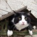 happyheidi:Cats in birdhouses ♡