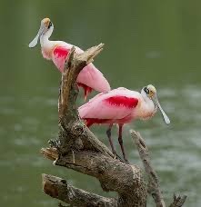 Roseate Spoonbill Appreciation Post