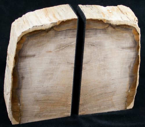 fossilera:We just added about a dozen new petrified wood bookends to FossilEra.com last night.  