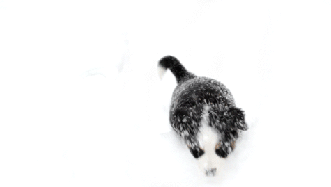 comuss:  Dogs playing in the snow. :) 