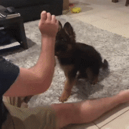 awwww-cute:  This good boy is learning to