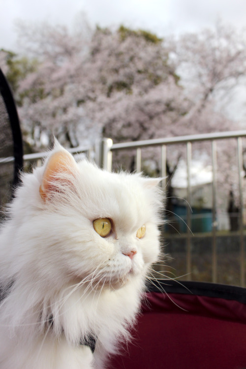 Madame Bissonnette with the sakuras of Wadabori koen