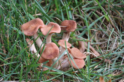 Mushrooms everywhere this year, but the kids want to know… where are the smurfs?