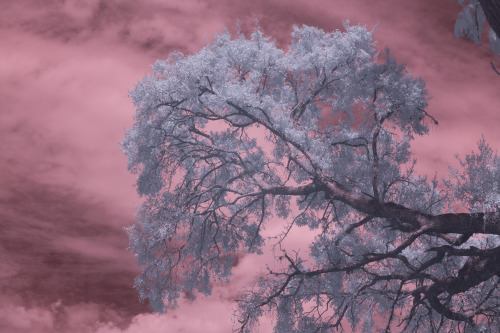 Oak tree throughout the visible and invisible spectrum of light.  UV through IR and combined spectru