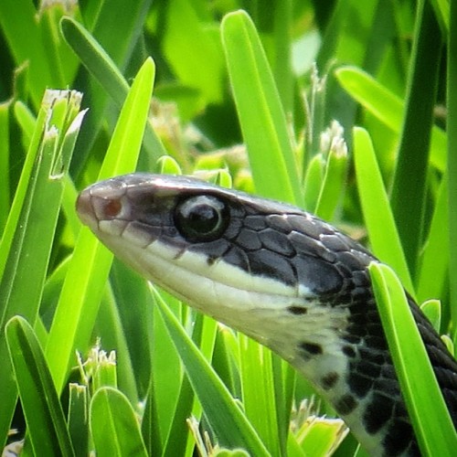 rate-my-reptile:  ijules:  Hello harmless little cutie! #blackracer #snake keeps the rat population down! He’s in #hunting mode! 💚🐍💚  PEN PAPAPEM PEM POOOO!!!! Sound yae warrhorrns its the time the hunts! *hoists upa VERY large bow and it is