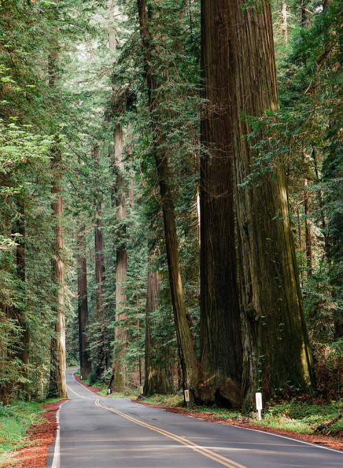travelingcolors:  Avenue of the Giants, Redcrest | California (by bior)  Wow.