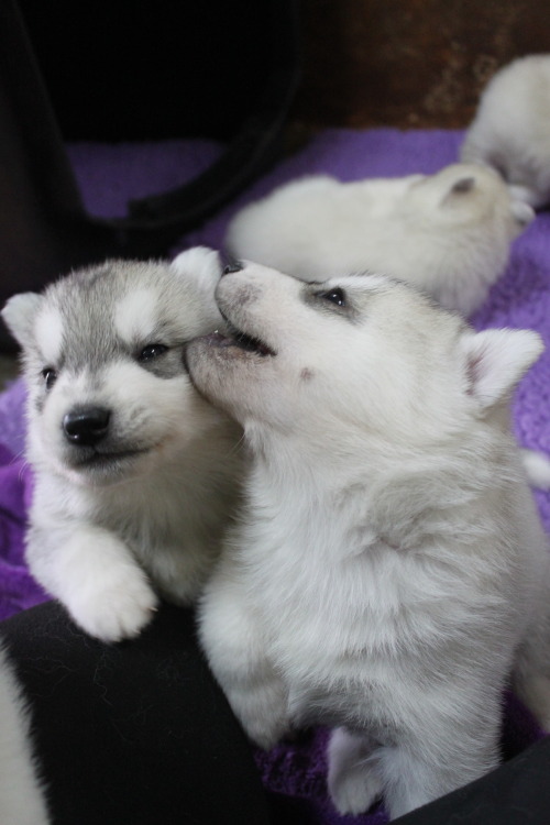 thecutestofthecute:southernsnowdogs:Wish I could say sorry for the puppy spam but I’m not even a lit