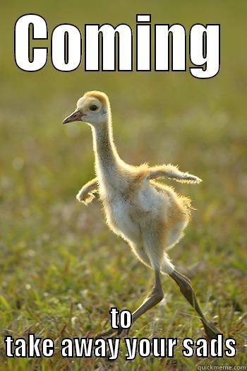 thatweirdkiddyouknow:  Supportive Sandhill Crane 