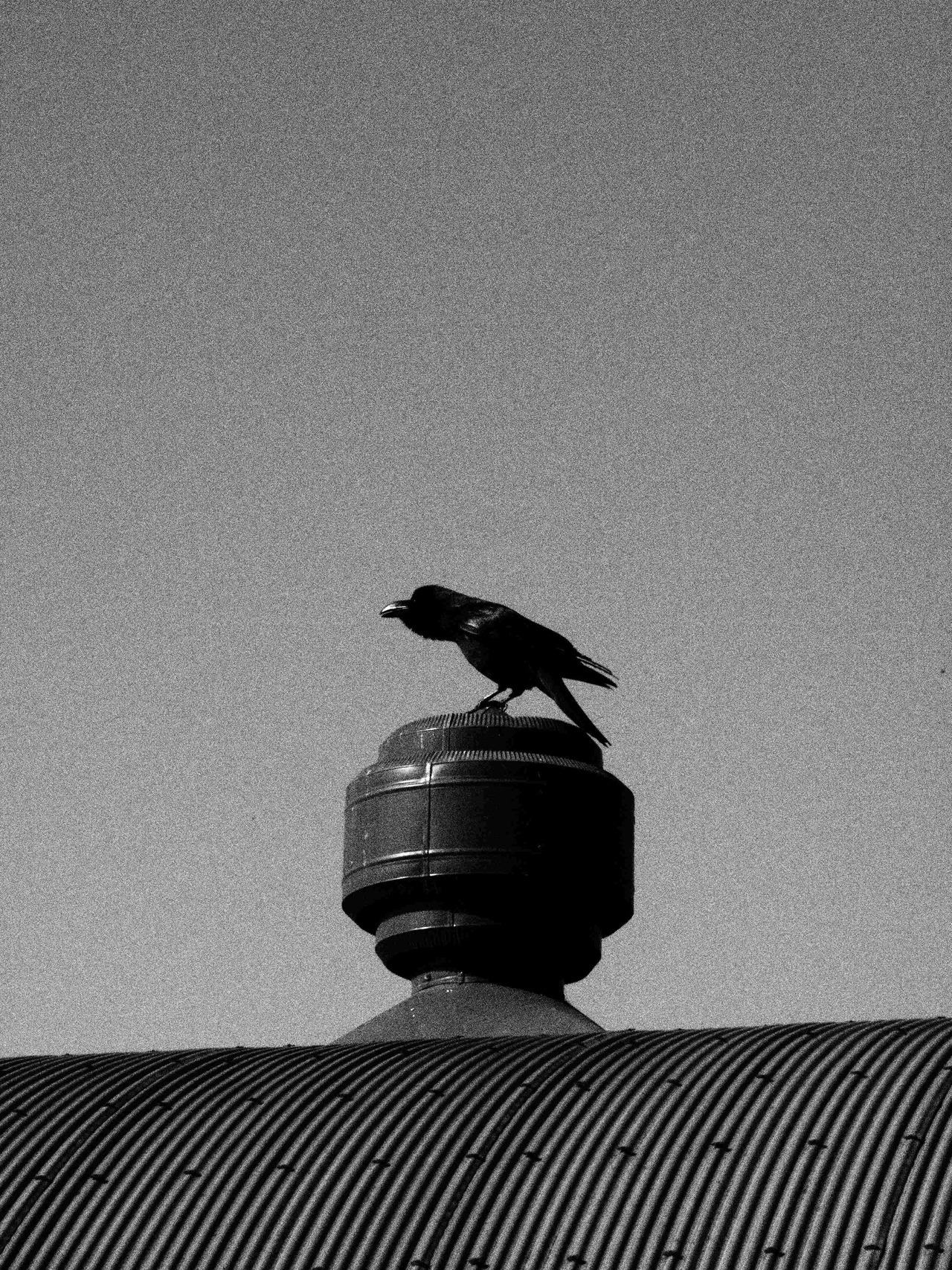 jiji-de-jiji:  Crow©juri