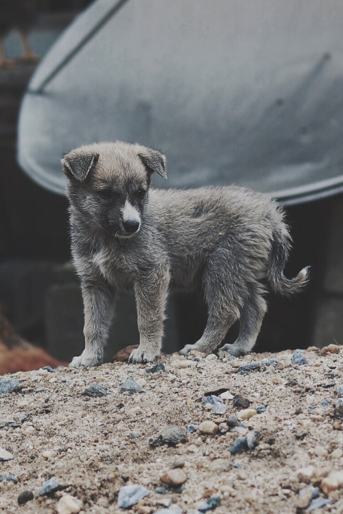 captvinvanity:    Puppy Gaze   | Photographer adult photos