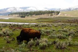 rhamphotheca:  Epic Experiment: Can America’s Great Plains Bison Recover? by David Hage &amp; Josephine Marcotty A century of slaughter pushed them to the edge of extinction. Their numbers, by some estimates, may have dwindled below 1,000 by 1900. Now,