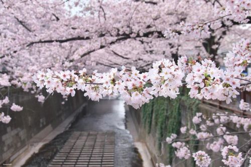 30 March 2022. Sakura blossoms in Nakameguro, Tokyo, Japan 