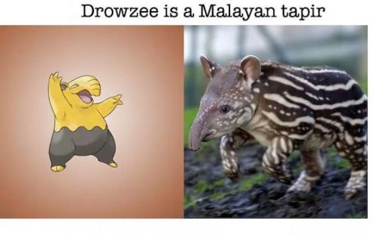 Real world animals that inspired Pokemon