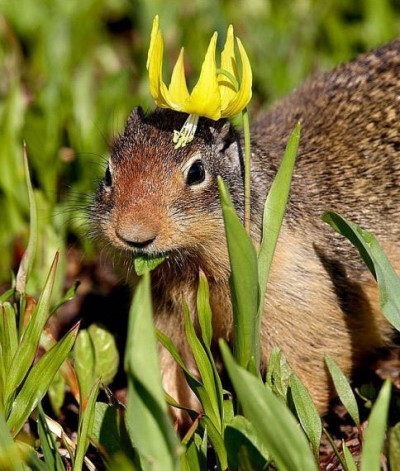 ainawgsd:Rodents With Flower Crowns