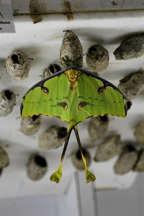 firsthandphotography:Argema mimosaeAfrican moon moth