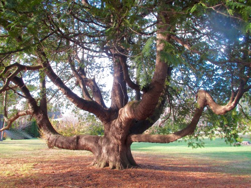 Two old white cedars, or arbor vitae, Thuja occidentalis.(Sorry about that lens smear.)