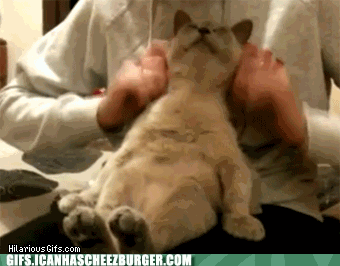 #Cat Massage from Pets and Friends