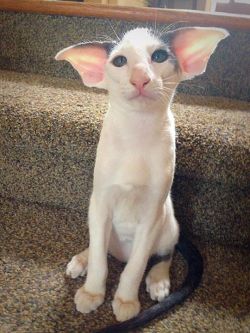 catsbeaversandducks:  “Dobby has no master! Dobby is a free elf!”  Photo by ©Stache The Celebrity Cat  