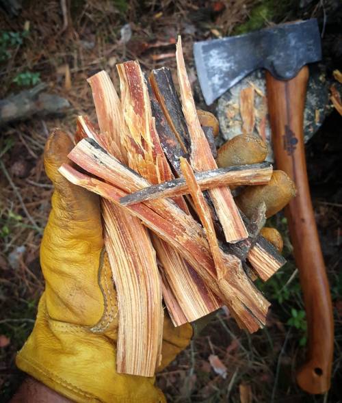 bushcraftturk:Woodsman’s gold #fatwood #tinder #bushcraft #wildcamping #survival #camping #cam