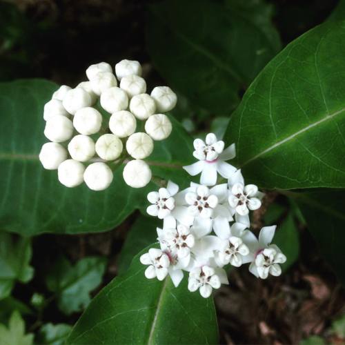 Milkweed, Eno River Pump Station Trail, 5/15/16