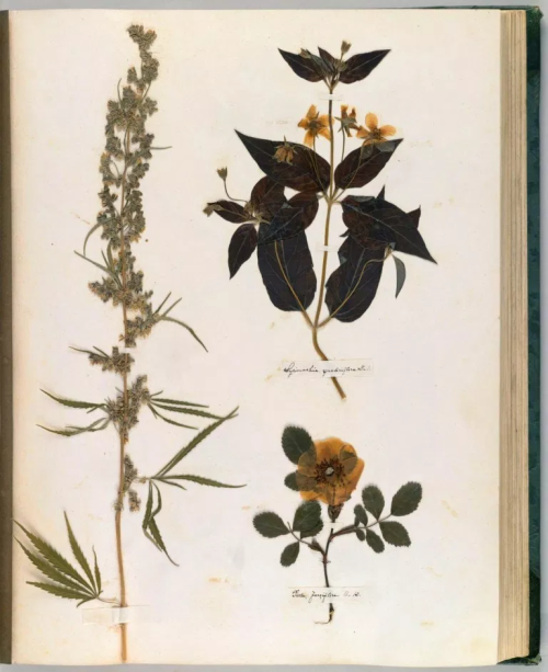 mollysoda:Pages from Emily Dickinson’s herbarium